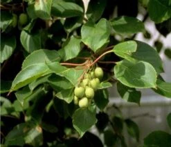 Bayern-Kiwi Set Actinida Arguta