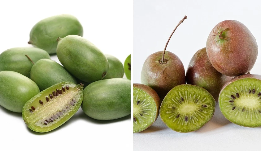 Bayernkiwi 3er-Set Mit Großfrüchtigen Sorten Actinidia Arguta 3 Bayernkiwi 3er-Set Mit Großfrüchtigen Sorten Actinidia Arguta