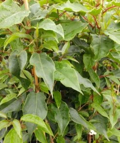 Bayernkiwi Männlich (Befruchtersorte) Actinidia Arguta