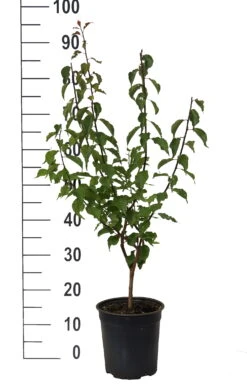 Japanische Zier-Aprikose `Beni-chi-dori´ Prunus Mume `Beni-chi-dori´ -Garten Genuss Beni chi dori Zieraprikose