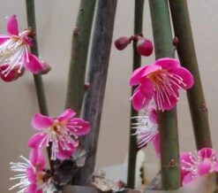 Japanische Zier-Aprikose `Beni-chi-dori´ Prunus Mume `Beni-chi-dori´ -Garten Genuss Benichidori