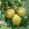 Benita®, Kreuzung Aus Birne Und Nashi Pyrus Pyrifolia `Benita´ -Garten Genuss Benita 2