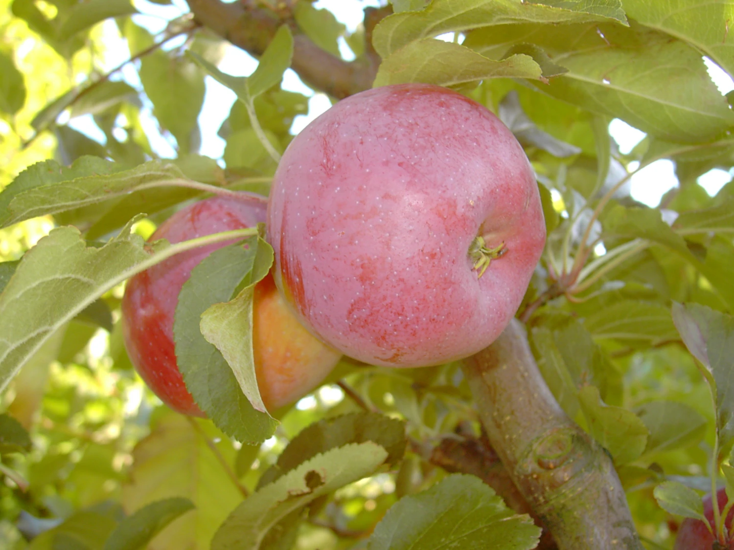 Berner Rosenapfel Malus Domestica 4 Berner Rosenapfel Malus Domestica – Bild 2