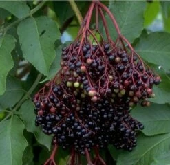 Holunder Haschberg Sambucus Nigra `Haschberg´ -Garten Genuss Bilder Green Base 075