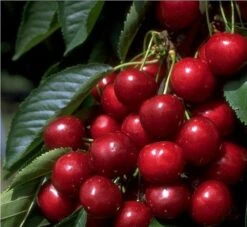 Hedelfinger Riesenkirsche Prunus Avium `Hedelfinger Riesenkirsche´