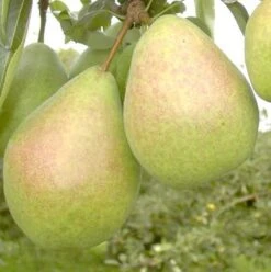 Zwergbirne `Luisa´ Pyrus Communis `Luisa´