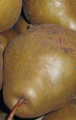 Uta Pyrus Communis `Uta´ -Garten Genuss Birne UTA