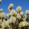 Großer Federbuschstrauch Fothergilla Major -Garten Genuss Bl te Fothergilla2