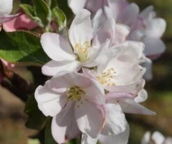 Säulenapfel `Goldcats´ Malus Domestica `Goldcats´ -Garten Genuss Bl te Goldcats
