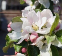 Holsteiner Cox Malus Domestica -Garten Genuss Bl te Holst Cox