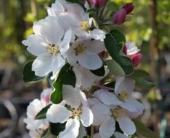Säulenapfel `James Grieve Super Compact ®´ Malus Domestica `James Grieve Super Compact´ -Garten Genuss Bl te James Grieve Super Compact