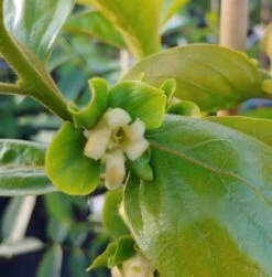 Kaki `Fuyu´ Diospyrus Kaki `Fuyu´ -Garten Genuss Bl te Kaki Fuyu