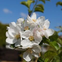 Zierapfel `Red Sentinel´ Malus `Red Sentinel´ -Garten Genuss Bl te Red Sentinel