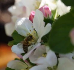 Säulenapfel `Rondo´ Malus Domestica `Rondo´ -Garten Genuss Bl te Rondo mit Biene