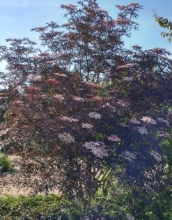 Holunder Black Lace ® Sambucus Nigra `Black Lace´ 13 Holunder Black Lace ® Sambucus Nigra `Black Lace´ -Garten Genuss Blace Lace Strauch