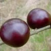 Black Amber Japanische Pflaume Prunus Salicina `Black Amber´ -Garten Genuss Black Amber Frucht