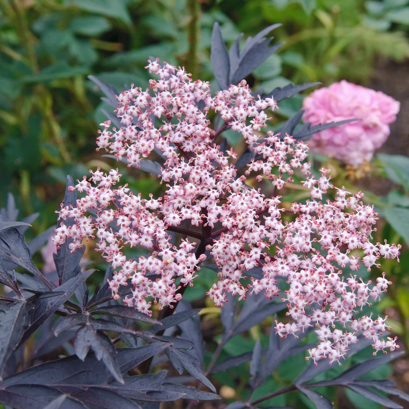 Holunder Black Lace ® Sambucus Nigra `Black Lace´ 4 Holunder Black Lace ® Sambucus Nigra `Black Lace´ – Bild 2