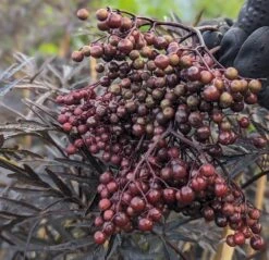 Holunder Black Lace ® Sambucus Nigra `Black Lace´ 11 Holunder Black Lace ® Sambucus Nigra `Black Lace´ -Garten Genuss Black Lace Furcht