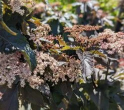 Holunder-Säule Black Tower (R) Sambucus Nigra `Black Tower´ -Garten Genuss Black Tower1