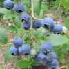 Heidelbeere `Ama´ Vaccinum Corymbosum `Ama´ -Garten Genuss Blaubeere