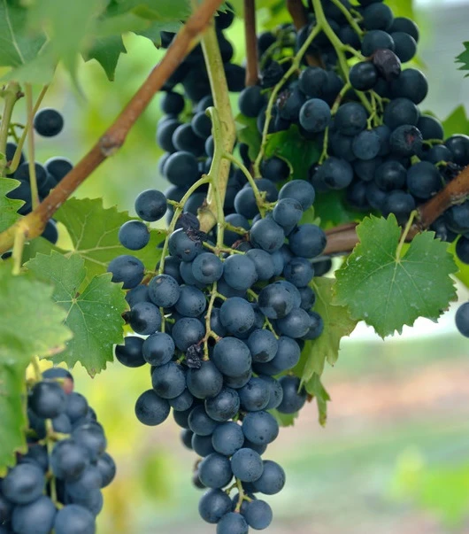 Blauer Muskateller Vitis `Blauer Muskateller´ 3 Blauer Muskateller Vitis `Blauer Muskateller´