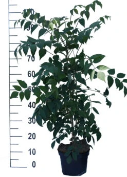 Blauschote / Blaugurkenbaum Decaisnea Fargesii -Garten Genuss Blauschote Decaisnea weiss