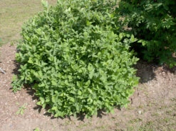 Sibirische Blaubeere "Blue Velvet" Lonicera Kamtschatica `Blue Velvet´ -Garten Genuss Blue Velvet Kordes Jungpflanzen