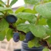 Sibirische Blaubeere "Blue Velvet" Lonicera Kamtschatica `Blue Velvet´ -Garten Genuss Blue velvet sibirischie blaubeere