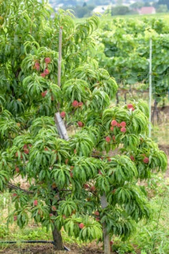 Zwergpfirsich `Bonanza´ Prunus Persica -Garten Genuss Bonanza