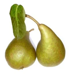 Bosc´s Flaschenbirne Pyrus Communis `Bosc´s Flaschenbirne´ 5 Bosc´s Flaschenbirne Pyrus Communis `Bosc´s Flaschenbirne´ -Garten Genuss Boscs Flaschenbirne1