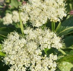 Amerikanischer Schneeball `Brandywine´ Viburnum Nudum `Brandywine´ -Garten Genuss Brandywine bl te