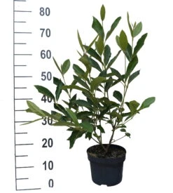 Amerikanischer Schneeball `Brandywine´ Viburnum Nudum `Brandywine´ -Garten Genuss Brandywine weiss