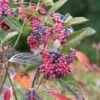 Amerikanischer Schneeball `Brandywine´ Viburnum Nudum `Brandywine´ -Garten Genuss Brandywine2