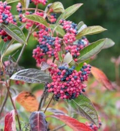 Garten Genuss 43 Amerikanischer Schneeball `Brandywine´ Viburnum Nudum `Brandywine´