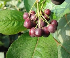 Aronia - Rote Apfelbeere `Brillant´ Aronia Arbutifolia `Brillant´