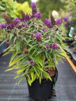 Schmetterlingsflieder Butterfly Candy® (versch. Farben) Buddleja Davidii -Garten Genuss Butterfly Candy