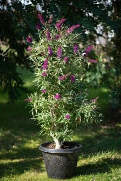Säulen-Sommerflieder `Butterfly Tower´ Buddleja Davidii `Butterfly Tower´ -Garten Genuss Butterfly Tower Kordes Jungpflanzen2