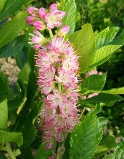 Zimterle - Clethra Clethra Alnifolia -Garten Genuss CLethra 1