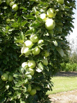 Zwergapfel `Cactus´ Malus Domestica `Cactus´ -Garten Genuss Cactus 1