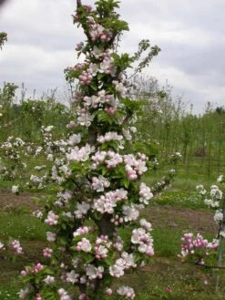 Zwergapfel `Cactus´ Malus Domestica `Cactus´ -Garten Genuss Cactus2