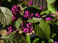 Schönfrucht, Liebesperlenstrauch Callicarpa Bodinieri `Profusion´ 7 Schönfrucht, Liebesperlenstrauch Callicarpa Bodinieri `Profusion´ -Garten Genuss Callicarpa 04