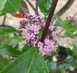 Schönfrucht, Liebesperlenstrauch Callicarpa Bodinieri `Profusion´ 8 Schönfrucht, Liebesperlenstrauch Callicarpa Bodinieri `Profusion´ -Garten Genuss Callicarpa Sch nfrucht Bl te