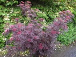 Holunder `Cherry Lace´ Sambucus Nigra `Cherry Lace´ -Garten Genuss Cherry LAce3