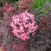 Holunder `Cherry Lace´ Sambucus Nigra `Cherry Lace´ -Garten Genuss Cherry Lace