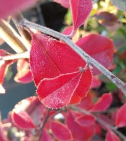 Chinesische Quitte / Holzquitte Pseudocydonia Sinensis -Garten Genuss Chinesische Quitte Holzquitte Pseudocydonia