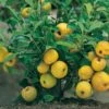 Nordische Zitrone, Zierquitte `Cido´ Chaenomeles Japonica `Cido´ 2 Nordische Zitrone, Zierquitte `Cido´ Chaenomeles Japonica `Cido´ -Garten Genuss Cido