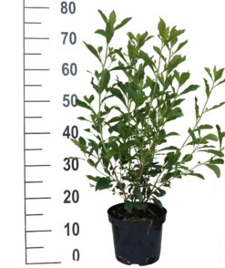 Zimterle - Clethra Clethra Alnifolia -Garten Genuss Clethra Ruby Spice