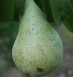 Condo Pyrus Communis `Condo´ -Garten Genuss Condo Birne 1