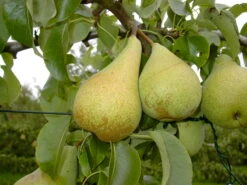 Condo Pyrus Communis `Condo´ -Garten Genuss Condo 3