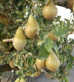 Conference Pyrus Communis `Conference -Garten Genuss Conference Birne